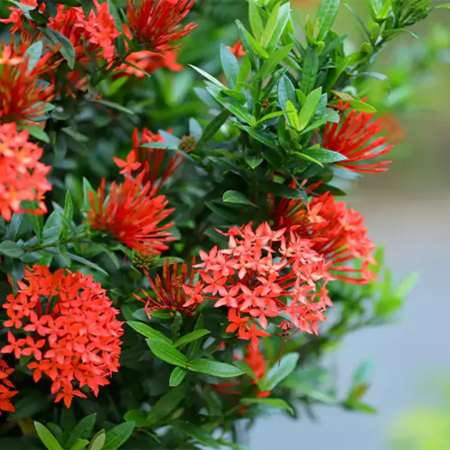 Passi Coccinea Flower seeds for Planting - Wildflower Mix, Heirloom & GMO Free Seeds for Home Garden