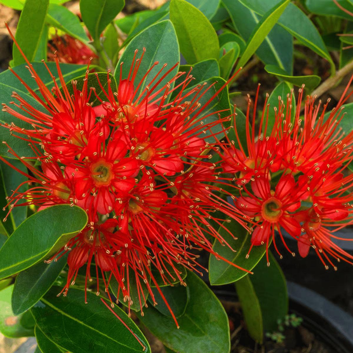 Fern Red Flower Planting Seeds  Vibrant Perennial Flowers for Your Garden - Evergrowseeds