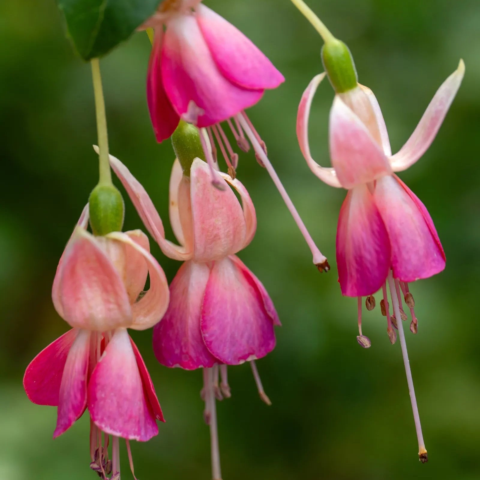 Light Pink Red Double Petals Fuchsia Flower Seeds for Planting Low Maintenance Heirloom & GMO Free Seeds for Home Garden
 
 Sale