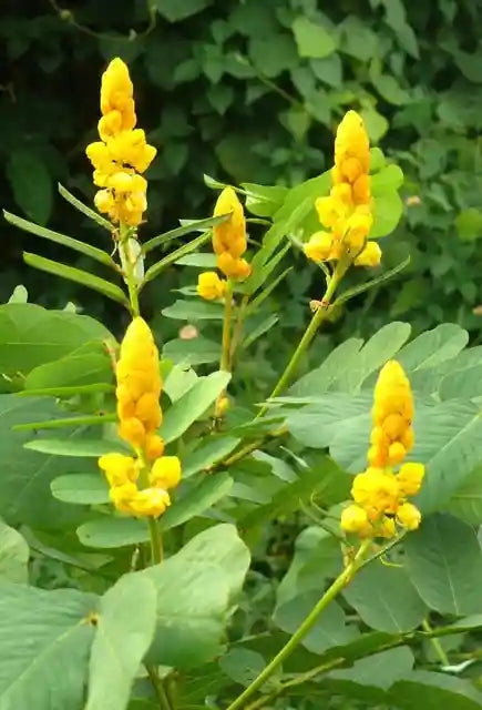 Yellow Cassia Candlestick Flower seeds for Planting - Cottage Garden Essential, Heirloom & GMO Free Seeds for Home Garde