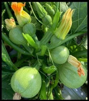 Green Ronde de Vegetable Seeds for Easy Planting