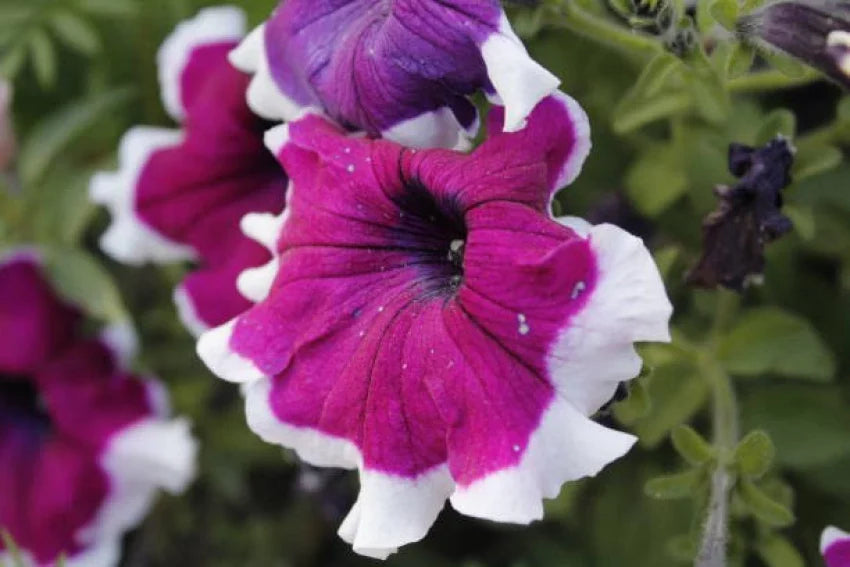 Thick (Thick Pink) seeds for planting in home garden