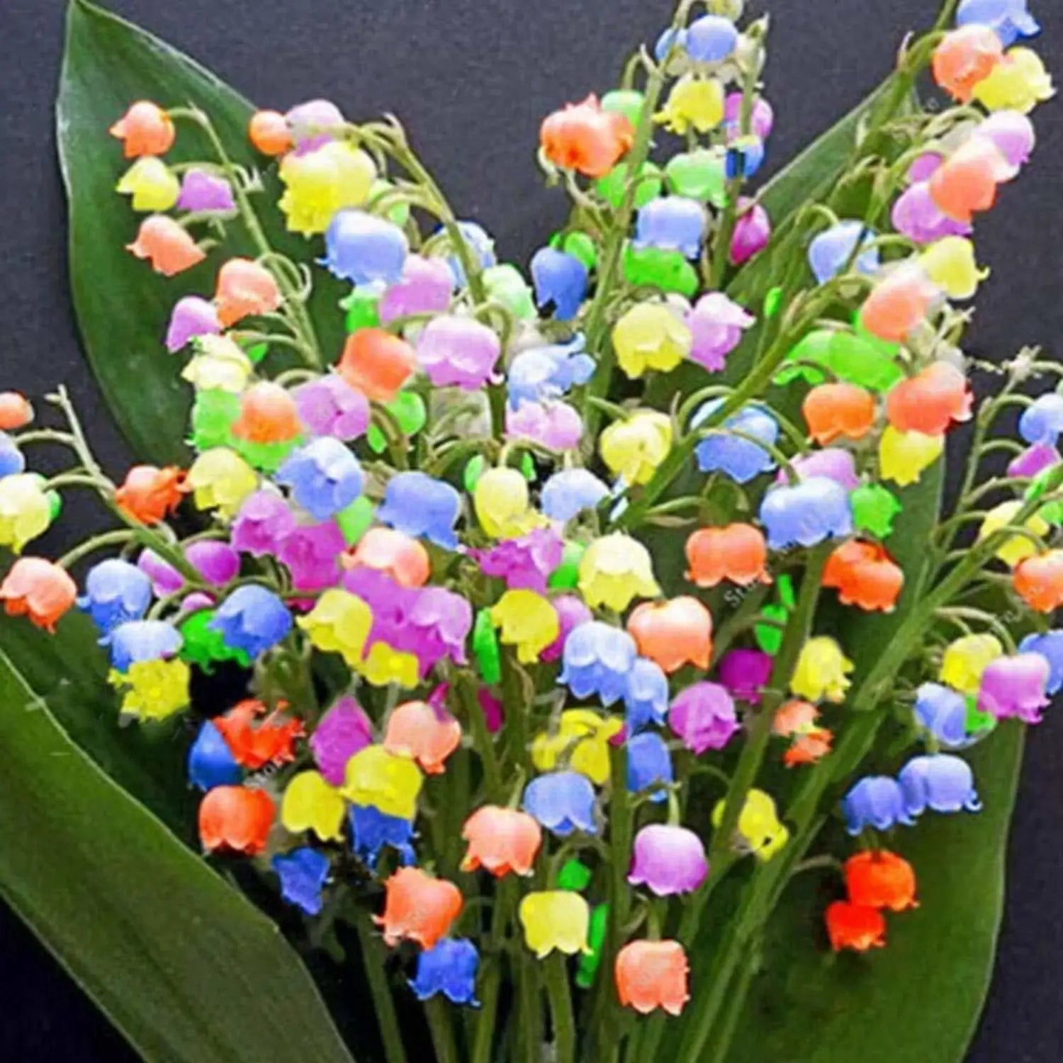 Mixed Bell Orchid Flower seeds for Planting - Low Maintenance, Heirloom & GMO Free Seeds for Home Garden