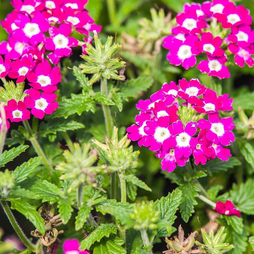 Burgundy Verbena Flower seeds for Planting - Pollinator Friendly, Heirloom & GMO Free Seeds for Home Garden
 
 Sale seeds for planting in home garden