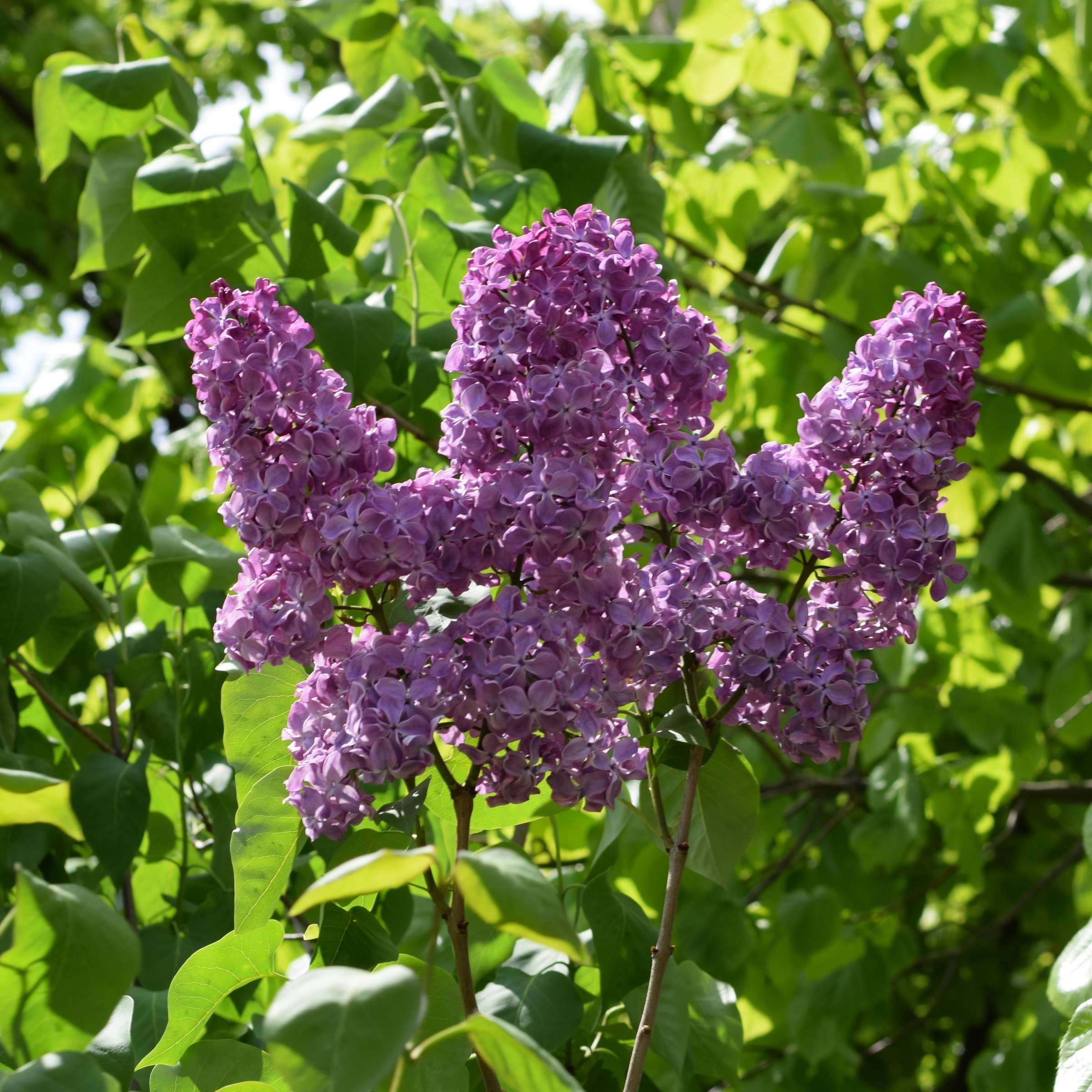 Purple Fragrant Flower seeds for Planting - Compact Growth, Heirloom & GMO Free Seeds for Home Garden