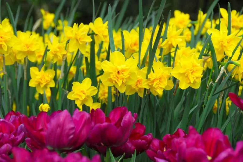 Yellow Red Double Narcissus Flower Seeds for Planting Fragrant Blossoms Heirloom & GMO Free Seeds for Home Garden
 
 Sale