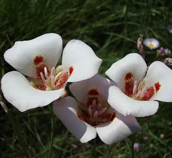 Calochortus Flower Seeds for Planting | Unique and Beautiful Blooms