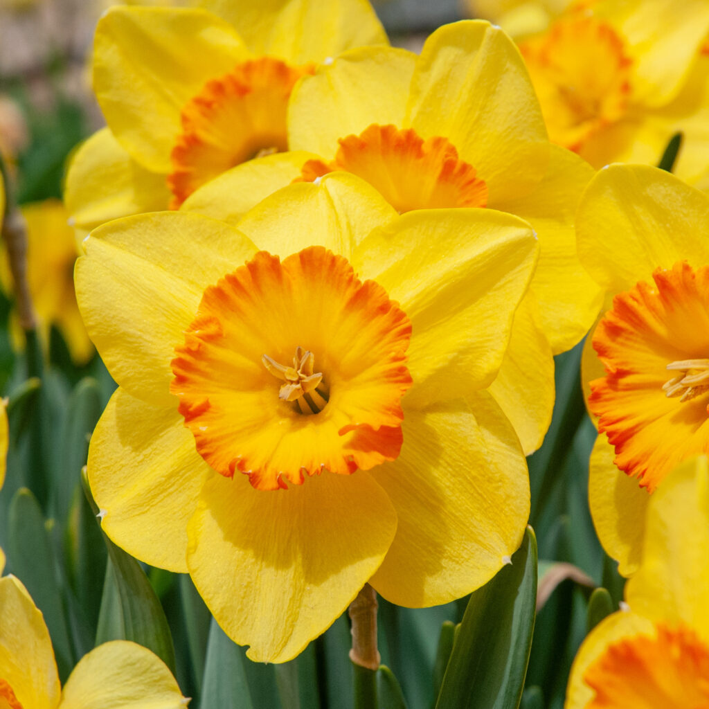 Daffodils Flower seeds for Planting - Seasonal Bloomer, Heirloom & GMO Free Seeds for Home Garden