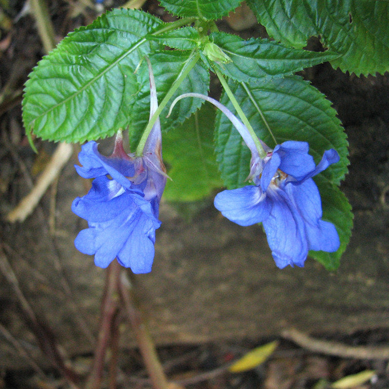 Blue Impatiens Flower seeds for Planting - Sun Loving, Heirloom & GMO Free Seeds for Home Garden