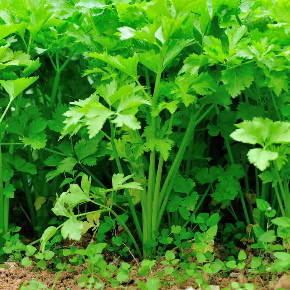 Green Apium Graveolens Planting Seeds for Home Gardening