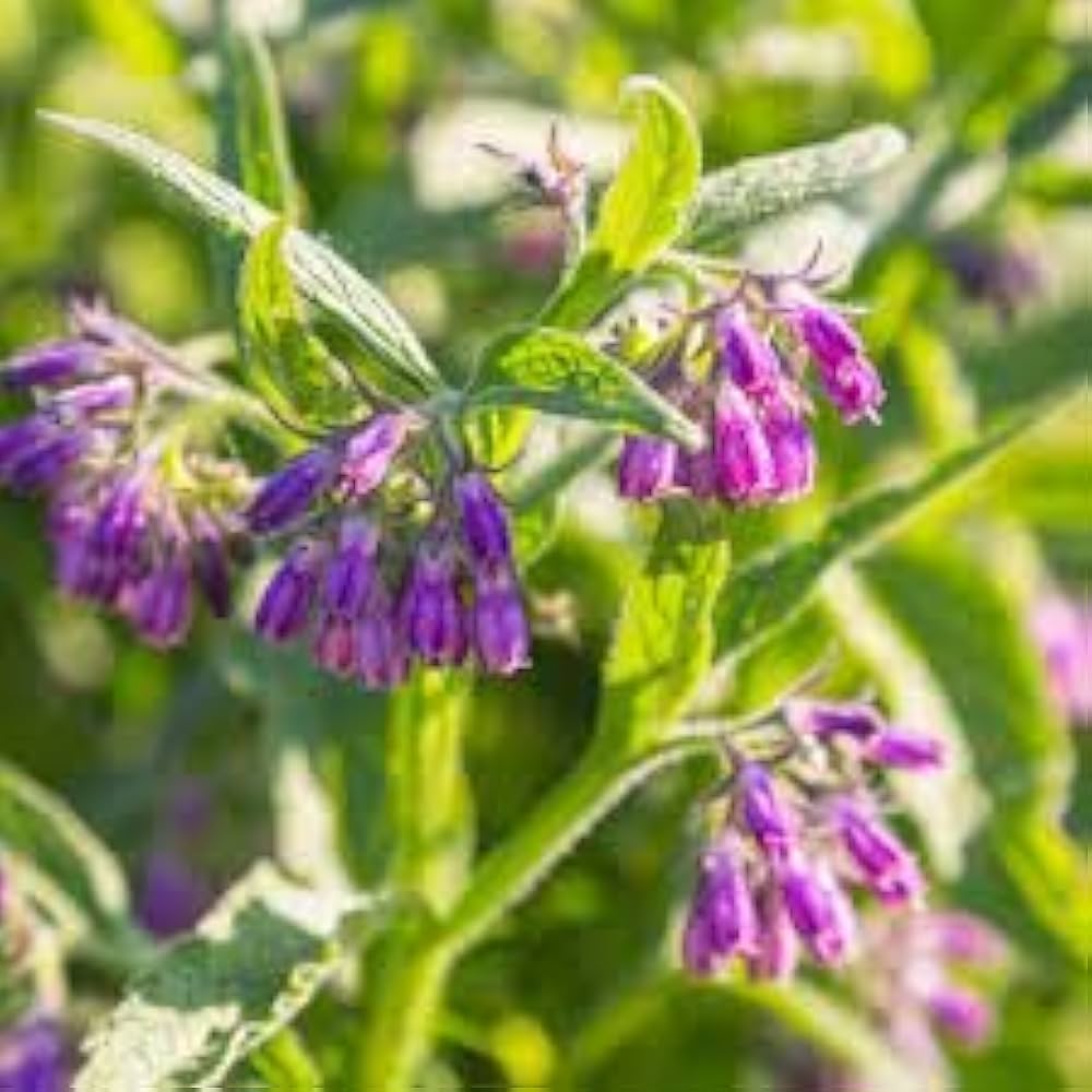 Purple Symphytum Flower seeds for Planting - Colorful Display, Heirloom & GMO Free Seeds for Home Garden