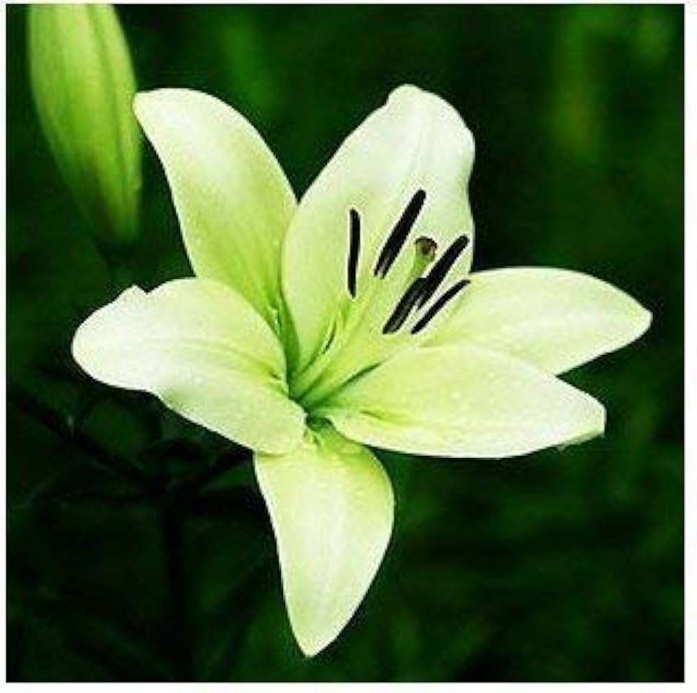 Blue Heart Lily Seeds for Planting in Flower Bed & Home Garden