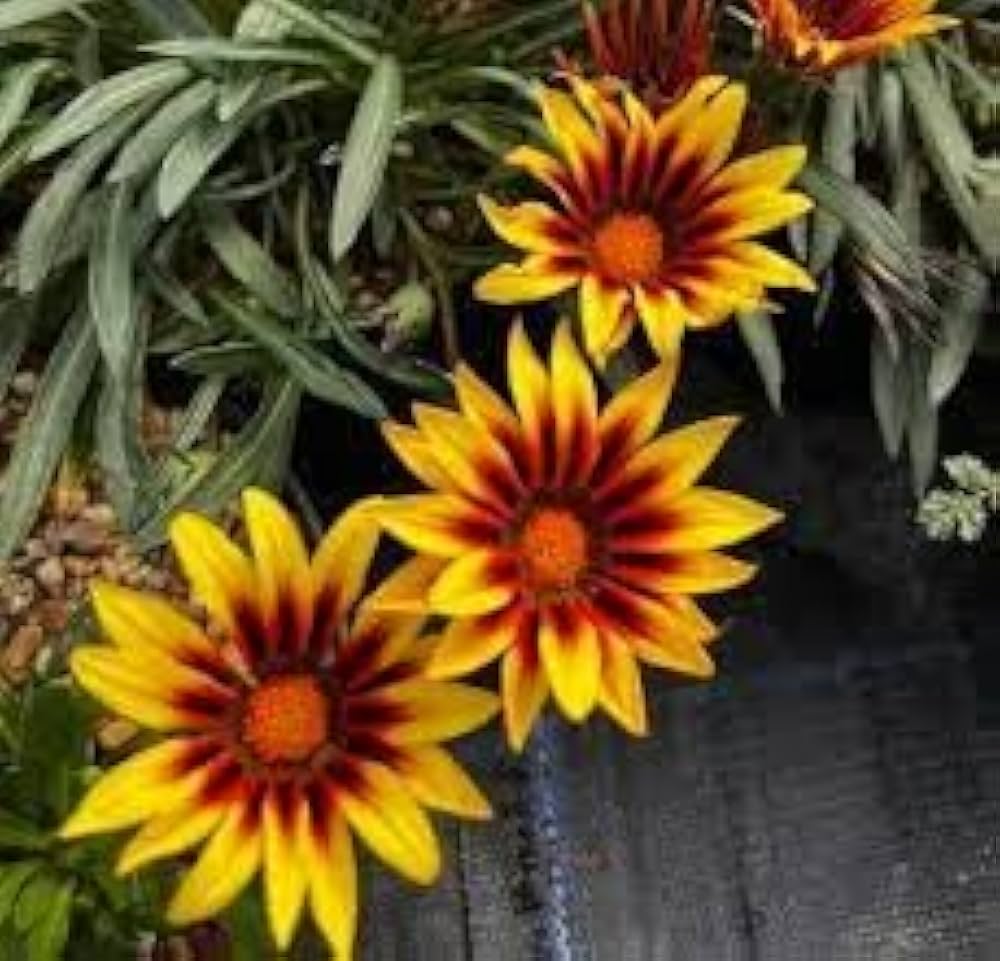 Gazania Rigens Gazania rigens Flower Seeds for Planting