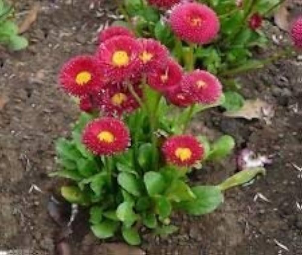 Red Daisy Bellis perennis Seeds for Planting flower bed pollinator garden