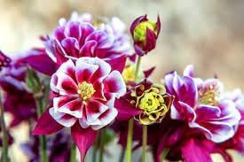 Winky Double Flower seeds for Planting Hardy Variety Heirloom & GMO Free Seeds for Home Garden 
 
 Sale for planting in home garden