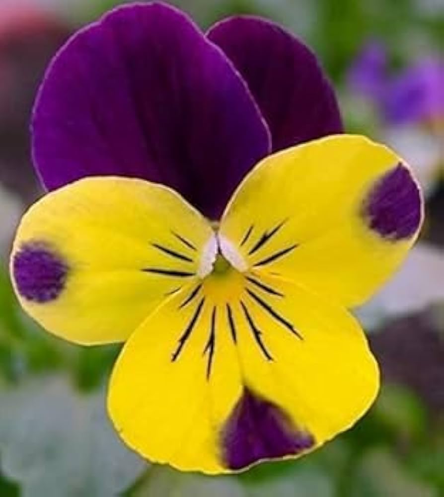 Violet Yellow Pansy Flower seeds for Planting - Bright Blooms, Heirloom & GMO Free Seeds for Home Garden