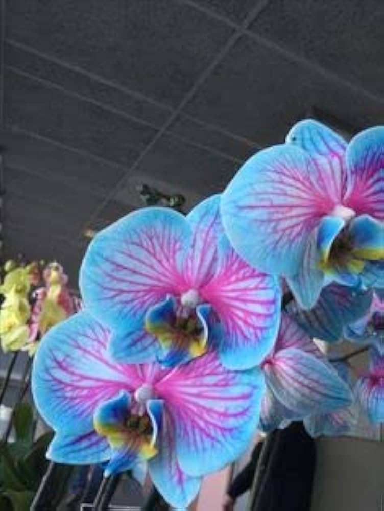Rainbow Phalaenopsis Orchid Flower seeds for Planting - Perfect for Borders, Heirloom & GMO Free Seeds for Home Garden