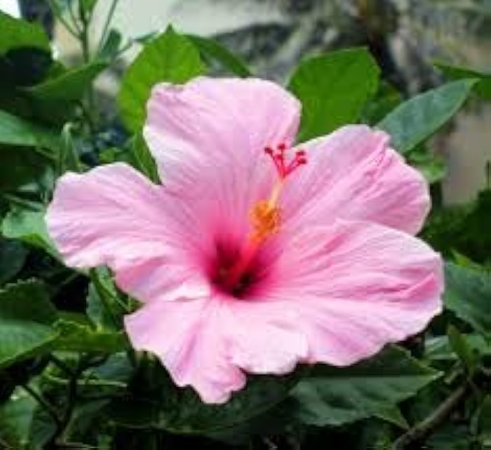 Hibiscus 24 Kinds Pink Senensis Seeds