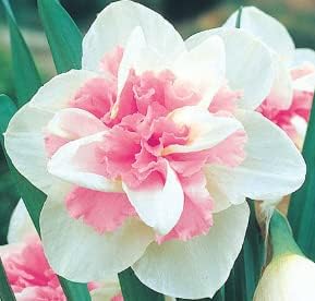 Narcissus Flower seeds for Planting - Cut Flower Favorite, Heirloom & GMO Free Seeds for Home Garden
 
 Sale for planting in home garden.