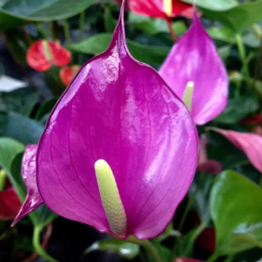 Violet Anthurium Andraeanum Flower seeds for Planting - Premium Quality, Heirloom & GMO Free Seeds for Home Garden