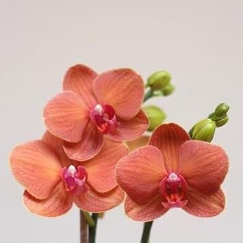 Peach Phalaenopsis Orchid Flower seeds for Planting - Perfect for Borders, Heirloom & GMO Free Seeds for Home Garden
 
 Sale for planting in home garden.
