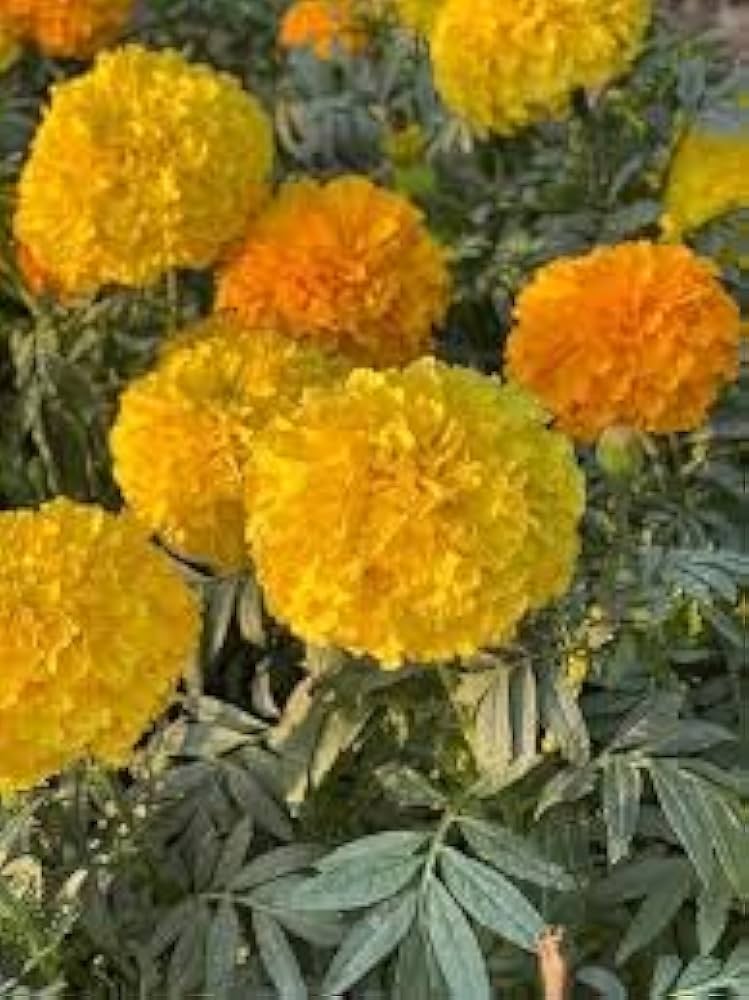 Marigold Seeds Tagetes erecta for Planting in Flower Bed and Garden Border
