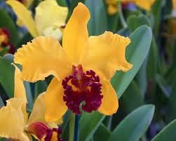 Yellow Cattleya Hybrida Flower seeds for Planting - Shade Tolerant, Heirloom & GMO Free Seeds for Home Garden
 
 Sale seeds for home garden
