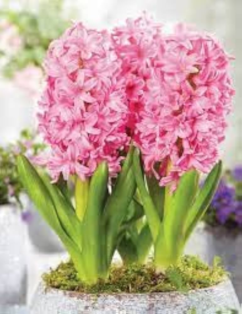 Baby Pink Hyacinth Flower seeds for Planting - Shade Tolerant, Heirloom & GMO Free Seeds for Home Garden
