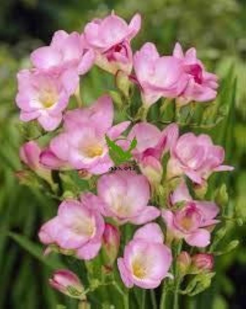 Baby Pink Freesia Flower seeds for Planting - Easy to Grow, Heirloom & GMO Free Seeds for Home Garden