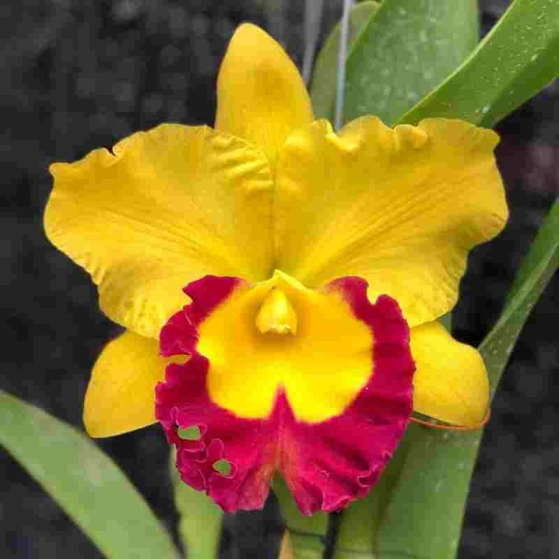 Yellow Red Cattleya Flower seeds for Planting - Long Bloom Season, Heirloom & GMO Free Seeds for Home Garden