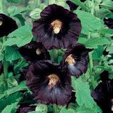 Hollyhock Flower seeds blooming in flower beds, containers, borders, and pollinator-friendly gardens