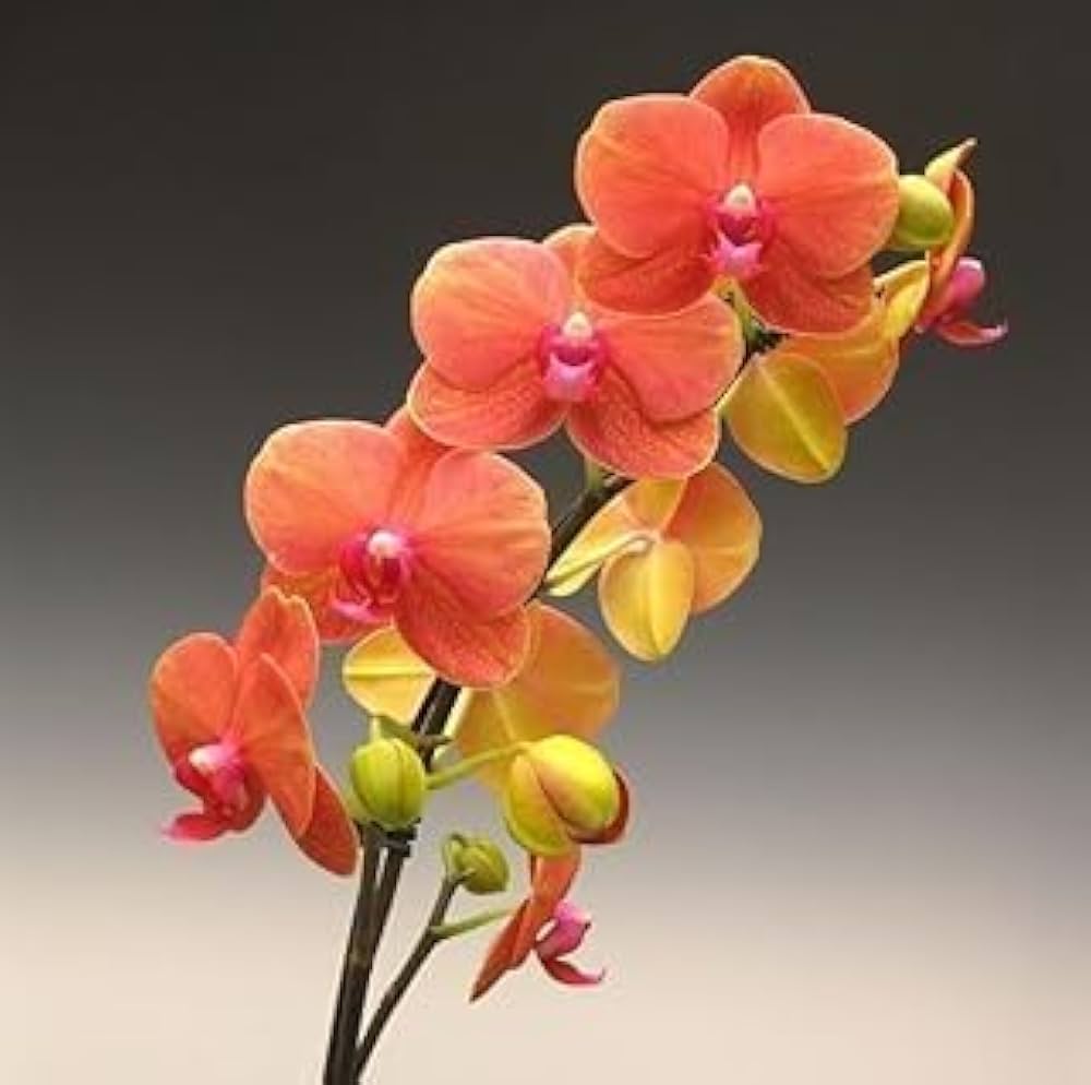 Rhynchostylis Gigantea Orange Orchid Rhynchostylis gigantea Seeds for Planting in Orchid Garden