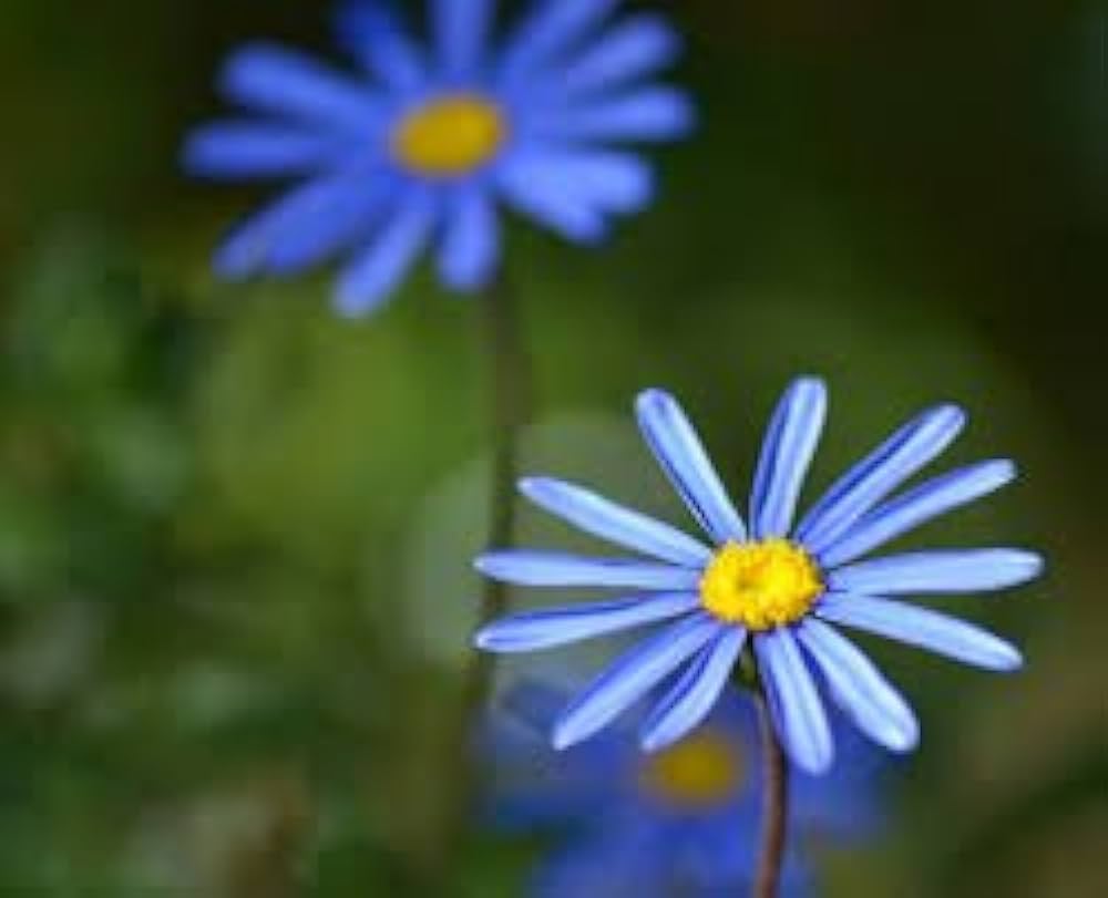 Daisy Flower Seeds for Bright, Cheerful Garden Blooms
