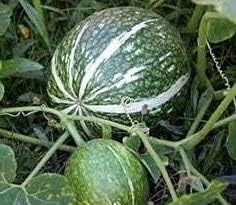 Green Cucurbita Pepo Ficifolia Seeds for Easy Planting