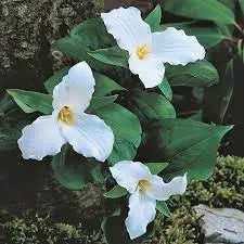 Trillium Trillium spp Flower Seeds for Planting in Flower Bed