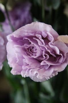 Lavender Eustoma (Lisianthus) Flower seeds for Planting - Compact Growth, Heirloom & GMO Free Seeds for Home Garden
 
 Sale for planting in home garden.