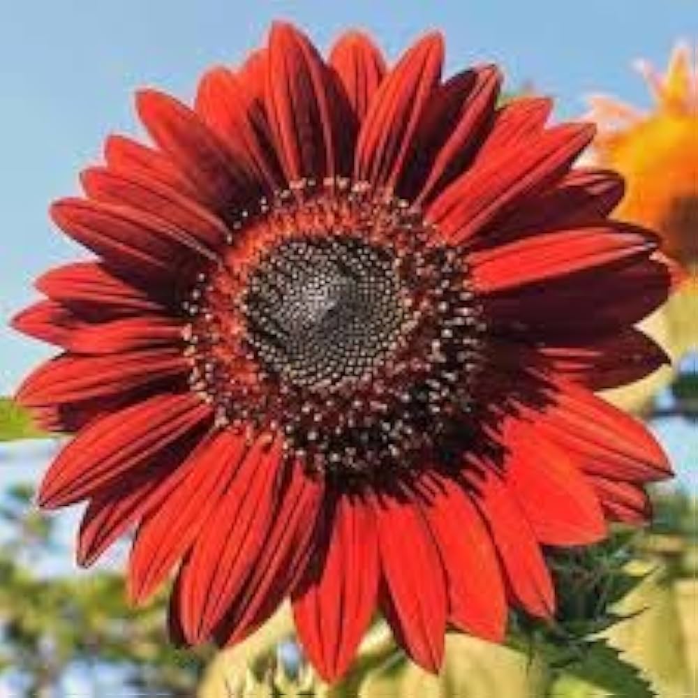 Red Mini Sunflower Seeds for Garden Planting