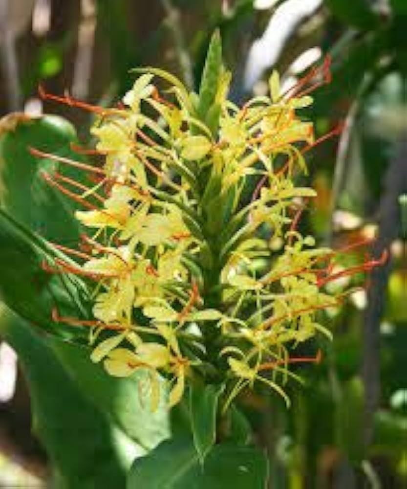 Yellow Fragrant Flower seeds for Planting - Long Bloom Season, Heirloom & GMO Free Seeds for Home Garden
 
 Sale seeds for home garden