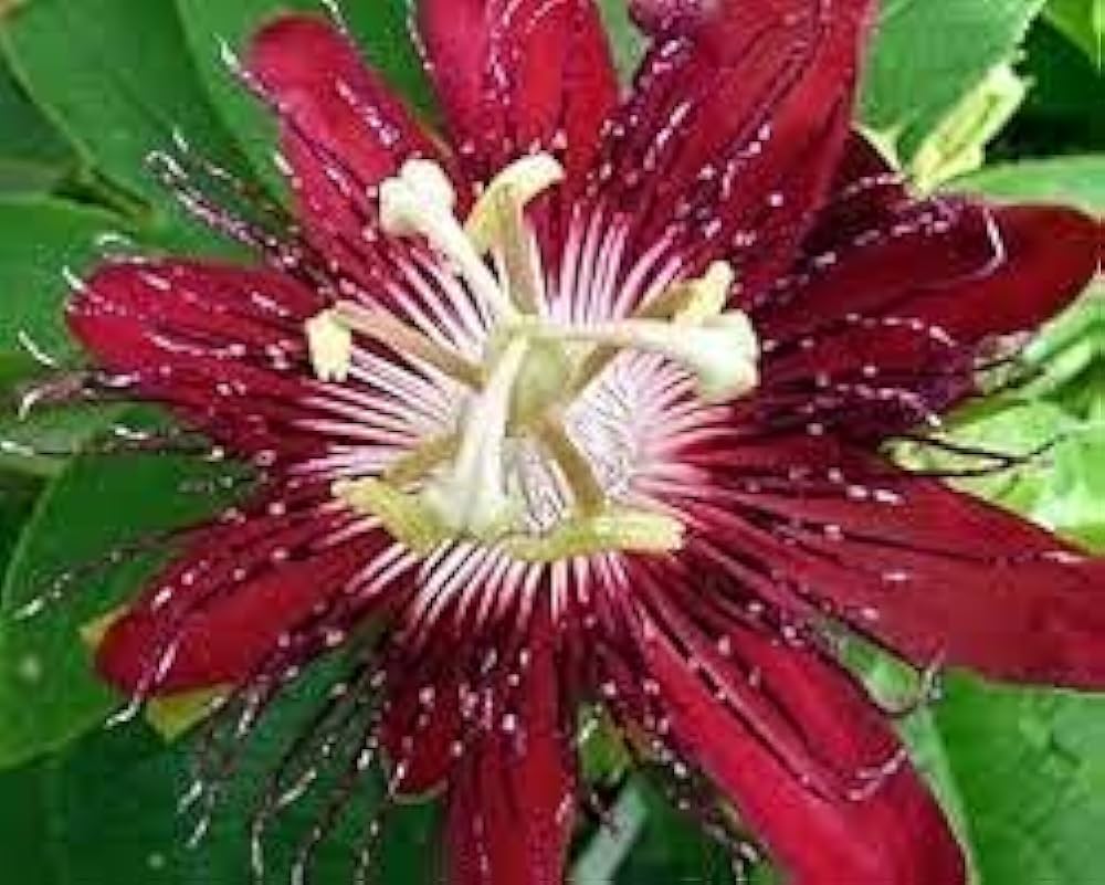 Pink Passion Seeds (TST127) – Exotic Flowering Plant for Colorful Gardens