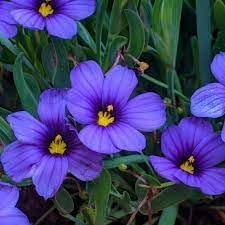Sisyrinchium Bellum Flower seeds for Planting Shade Tolerant Heirloom & GMO Free Seeds for Home Garden 
 
 Sale for planting in home garden