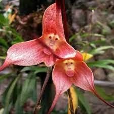 Heirloom Pink Monkey Face Orchid Flower seeds for Planting - Low Maintenance, Heirloom & GMO Free Seeds for Home Garden
 
 Sale for planting in home garden.