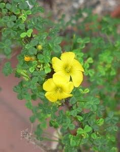 Oxalis Laciniata Oxalis spp Flower Seeds for Planting in Flower Bed