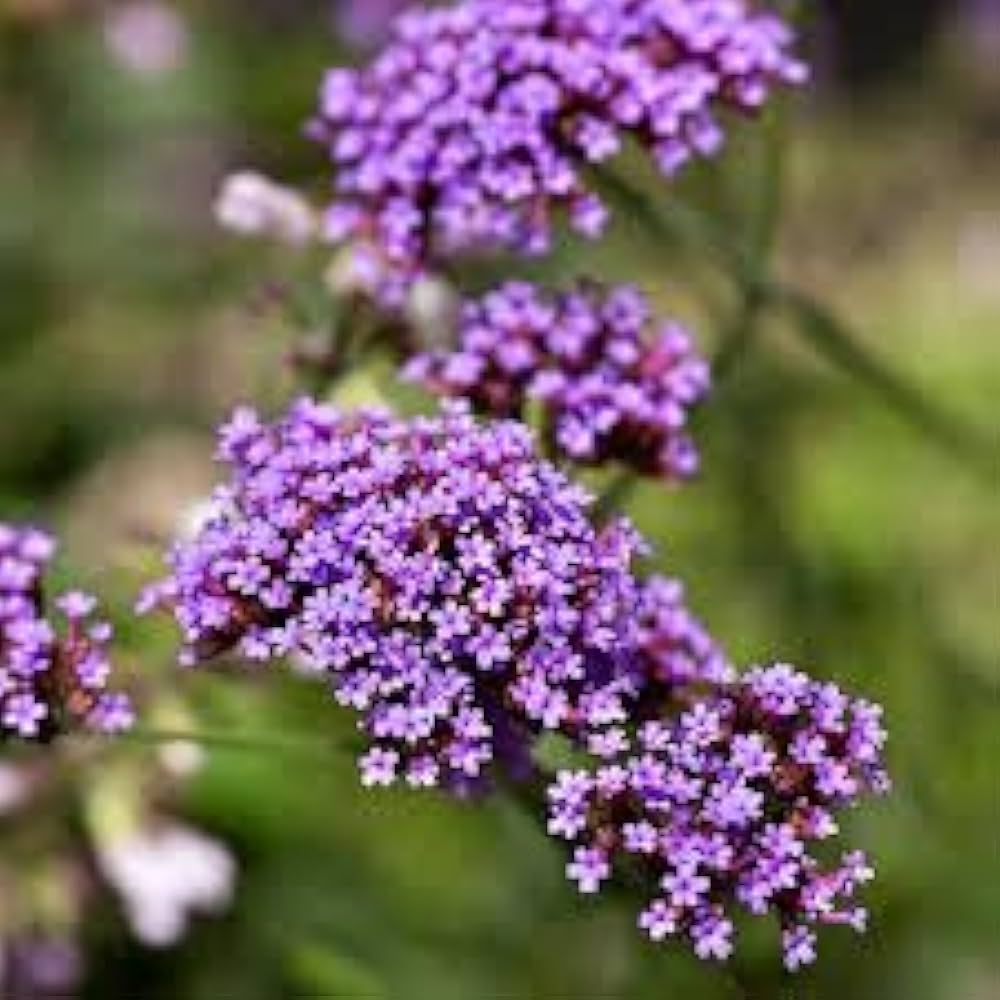 Violet Verbena Flower seeds for Planting - Drought Tolerant, Heirloom & GMO Free Seeds for Home Garden