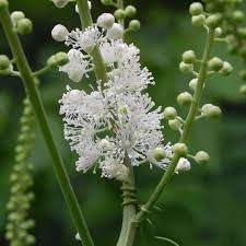 Cimicifuga Flower seeds for Planting - Pollinator Friendly, Heirloom & GMO Free Seeds for Home Garden
 
 Sale for planting in home garden.