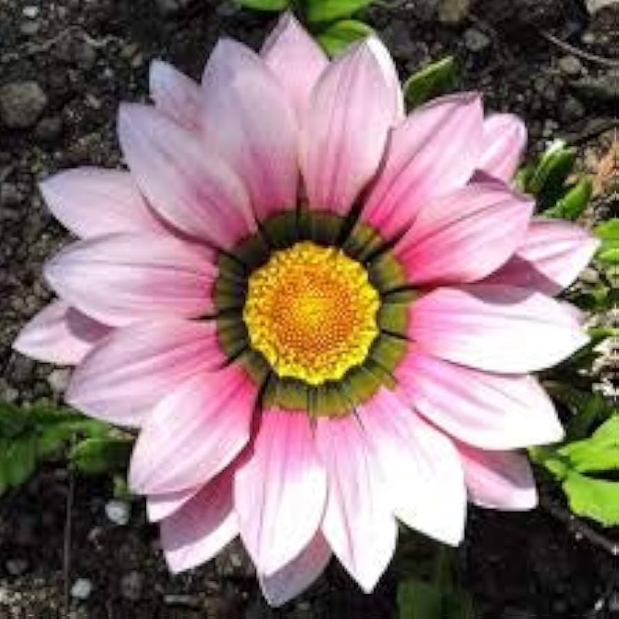 Gazania Linearis Gazania spp. Seeds for Planting in Flower Bed