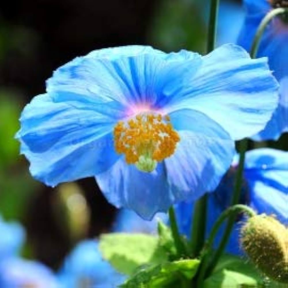 Himalaya-Mohn Hensol Violet Mohn Seeds for Planting flower bed