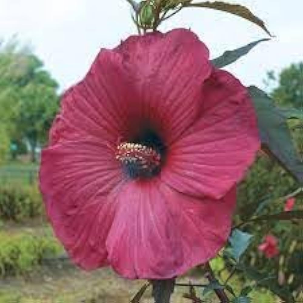 Scarlet Rose Mallow Hibiscus Hibiscus spp. Seeds for Planting in Flower Bed