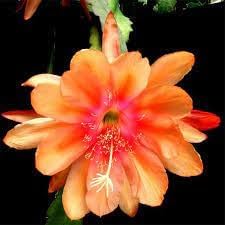 Red Green Poinsettia for Planting Low Maintenance Heirloom & GMO Free Seeds for Home Garden
 
 Sale for planting in home garden