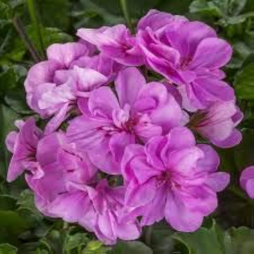 Geranium Pelargonium spp. Seeds for Planting - Ideal for Flower Bed & Home Garden