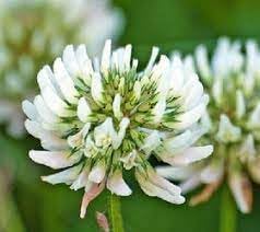 Dutch Flower seeds for Planting - Long Bloom Season, Heirloom & GMO Free Seeds for Home Garden
 
 Sale for planting in home garden.